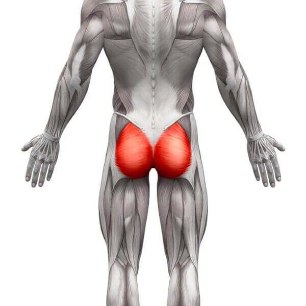 Right gluteus maximus